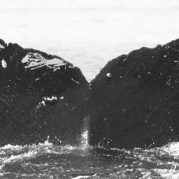 Fluke of KikiKanuku