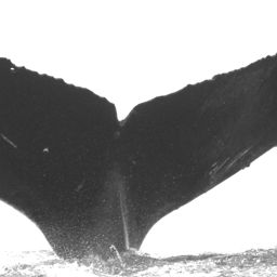 Fluke of Koko Lowini I