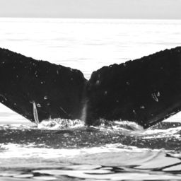 Fluke of KukukuKohola