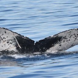 Fluke of Appaloosa