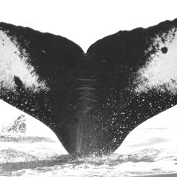 Fluke of LiNihoPalao