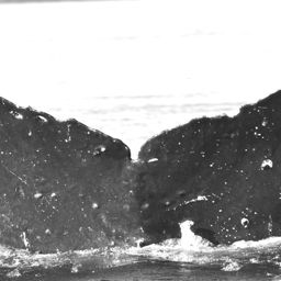 Fluke of LomaLinda