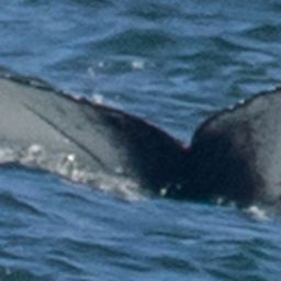 Fluke of CRC-19948