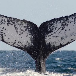 Fluke of CRC-11307