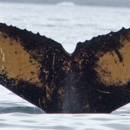 Fluke of HW-MN1300615