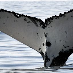 Fluke of HW-MN1102296
