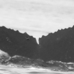 Fluke of Makahiki