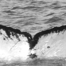 Fluke of Makamakaula