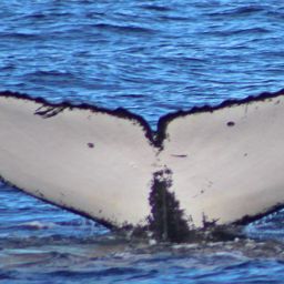 Fluke of CRC-13726