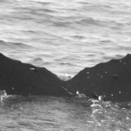 Fluke of Melehimeni