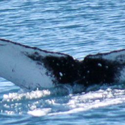 Fluke of PWF-SP_6391