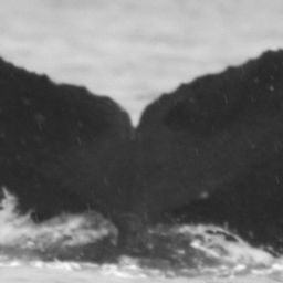 Fluke of Moluccana