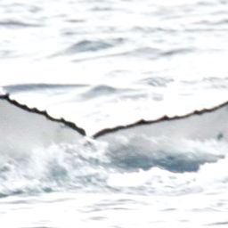 Fluke of PWF-SP_6458