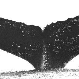 Fluke of Zionya