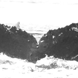 Fluke of ZebraDanio
