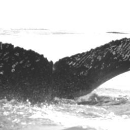 Fluke of Whangara