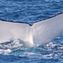 Fluke of PWF-SP_6634