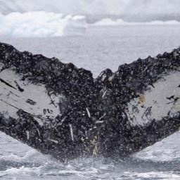 Fluke of Raven