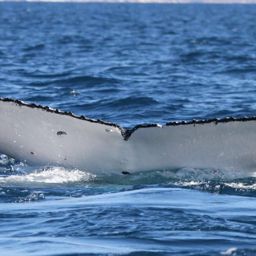 Fluke of PWF-SP_6708