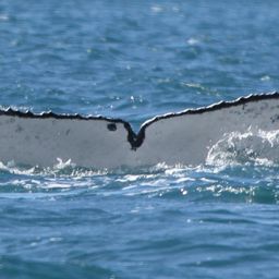 Fluke of PWF-SP_6711