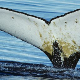 Fluke of Carlos Zambrano