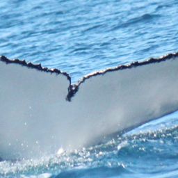 Fluke of PWF-SP_6864
