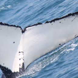 Fluke of PWF-SP_6867
