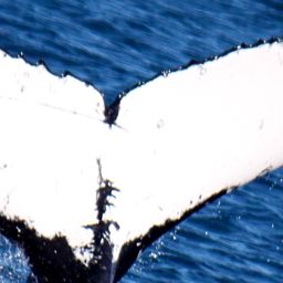 Fluke of PWF-SP_6875