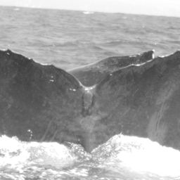 Fluke of CRC-10648