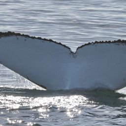 Fluke of PWF-SP_6891
