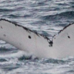 Fluke of PWF-SP_7006