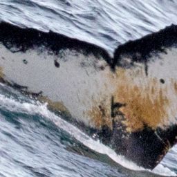Fluke of HW-MN1300513