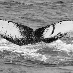 Fluke of CRC-12444