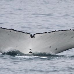 Fluke of PWF-SP_7022
