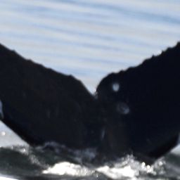 Fluke of Humbolt