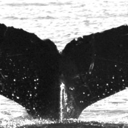 Fluke of Twyla