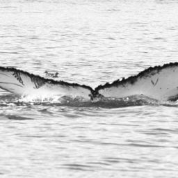 Fluke of BCZ0284
