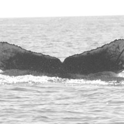 Fluke of BCY0572