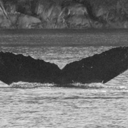 Fluke of BCX0453