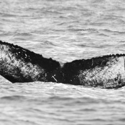 Fluke of BCY0203