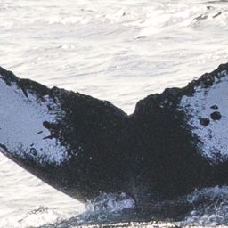 Fluke of CRC-15386