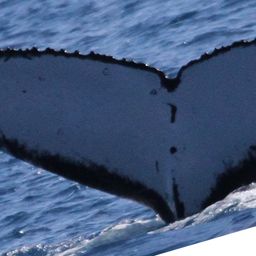 Fluke of PWF-SP_7101