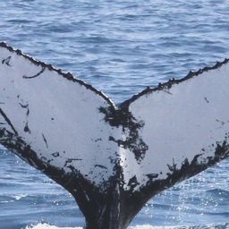 Fluke of PWF-SP_7141