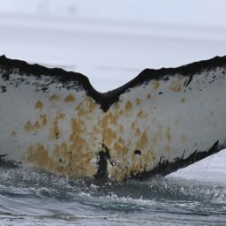 Fluke of HW-MN1300635