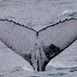 Fluke of PWF-SP_7249