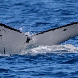 Fluke of PWF-SP_7210