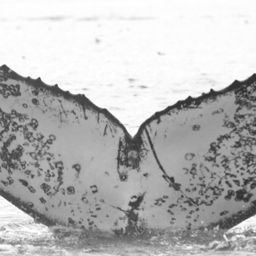 Fluke of Sevusevu
