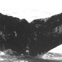 Fluke of Sandelwood