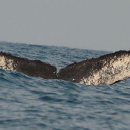 Fluke of CRC-11309