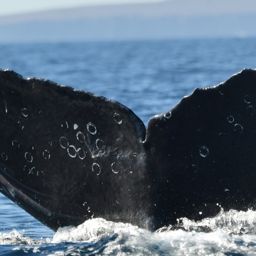 Fluke of CRC-30032